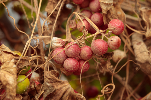 White Bryony
