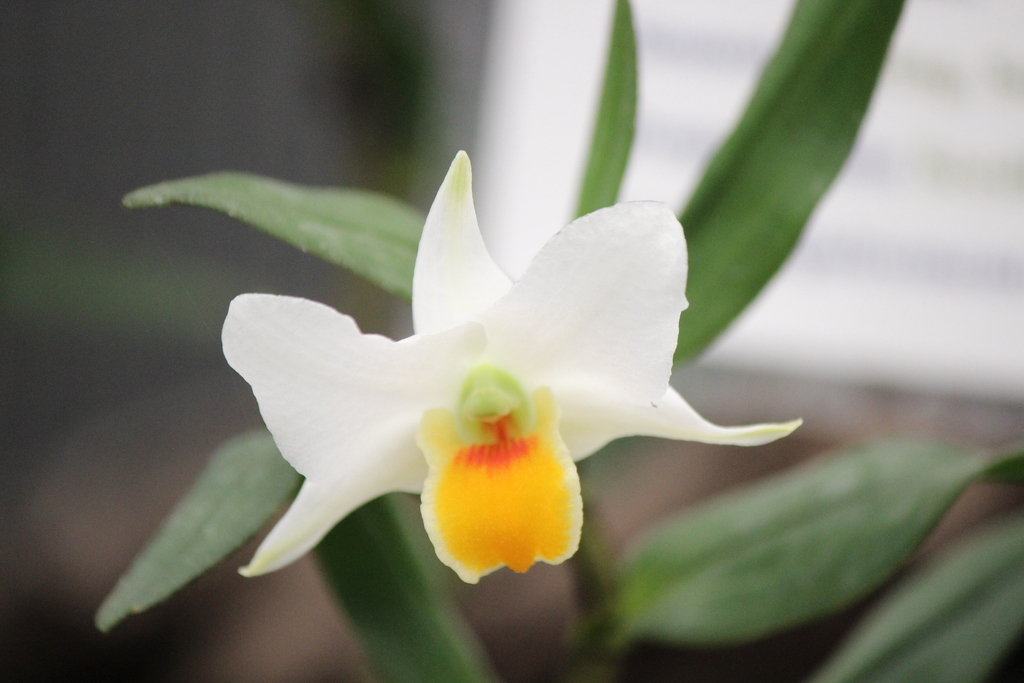 Dendrobium ovipostoriferum J.J.Sm.