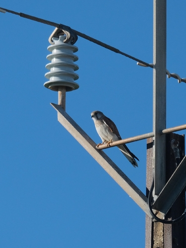 Nankeen Kestrel
