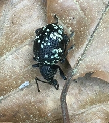 Otiorhynchus gemmatus