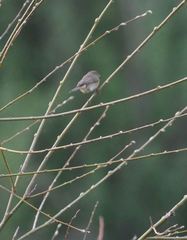 Phylloscopus collybita