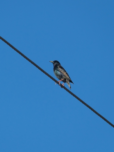 European Starling