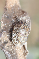 Psacasta exanthematica