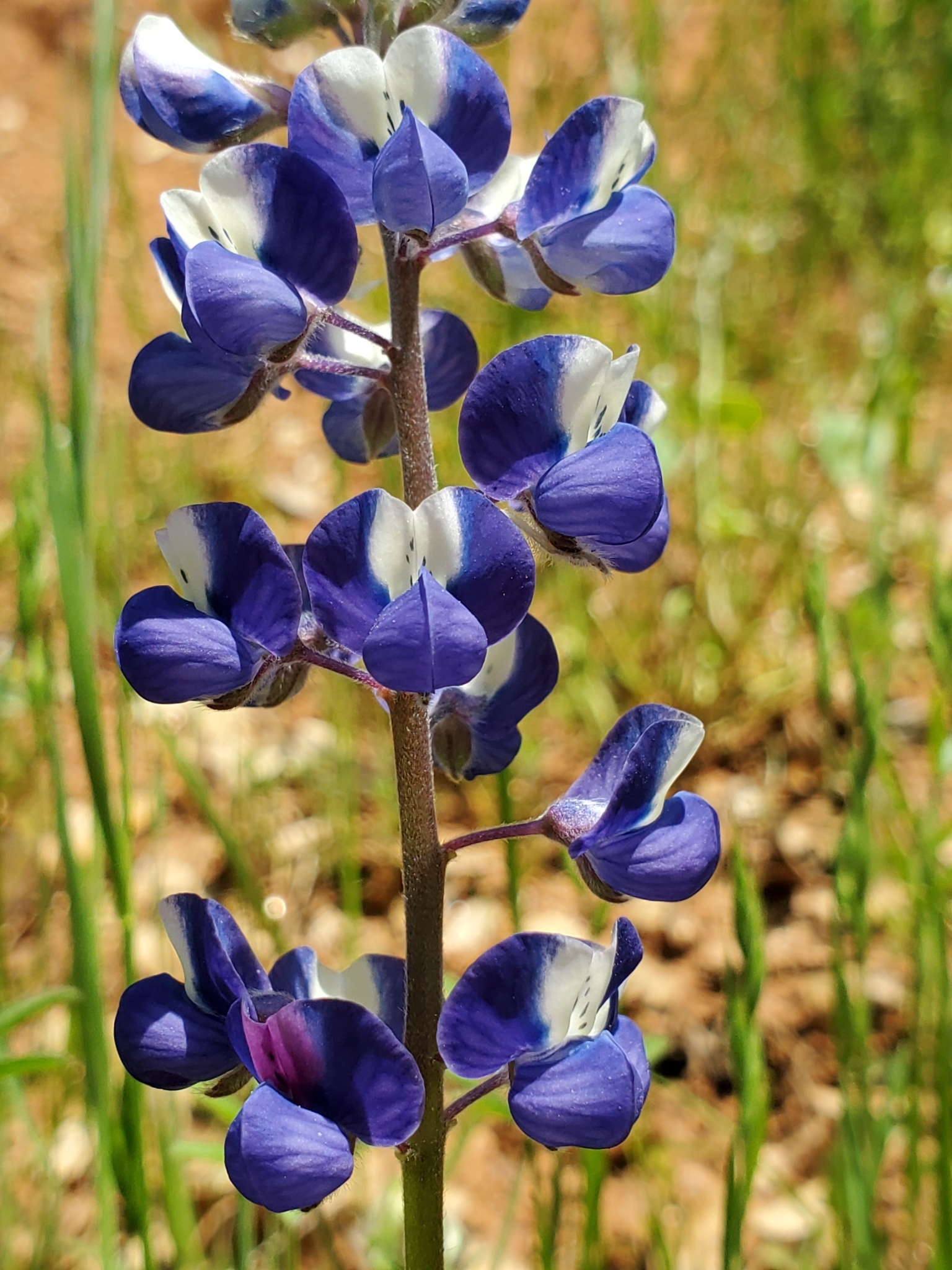 Lupinus vallicola