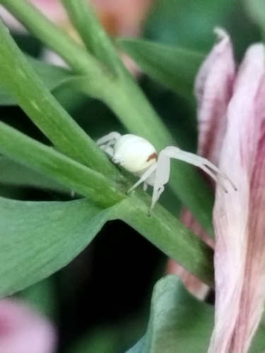 Goldenrod Crab Spider