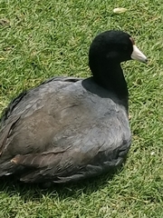 Fulica americana