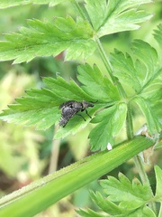 Platystoma