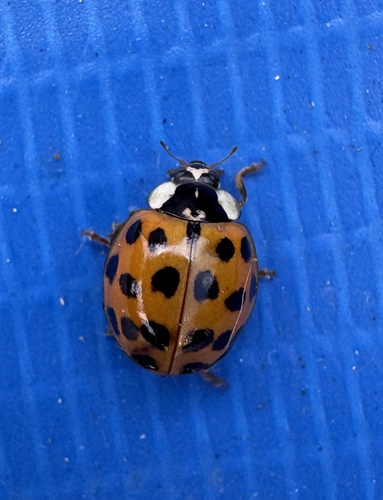 Asian Lady Beetle