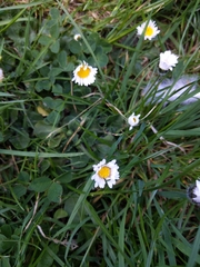Bellis perennis