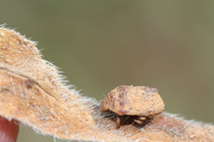 Psacasta tuberculata