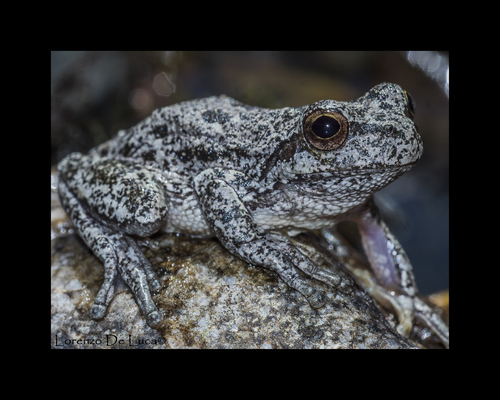Sardinia Treefrog, Hyla sarda