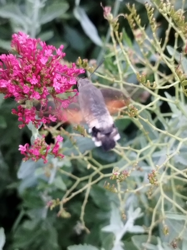 Eurasian Hummingbird Hawkmoth