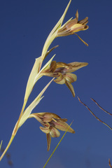 Gladiolus hyalinus