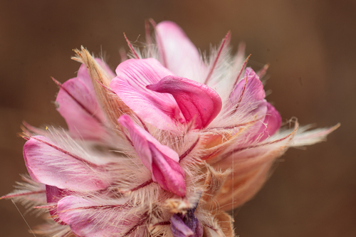 Ebenus pinnata