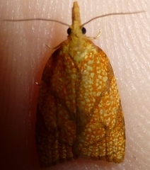 Cenopis reticulatana