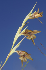 Gladiolus hyalinus