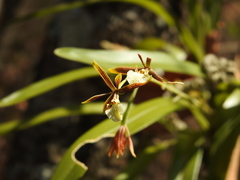 Prosthechea squalida
