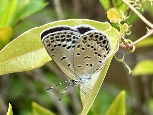Pale Grass Blue
