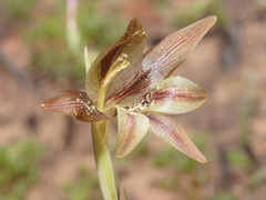 Gladiolus hyalinus