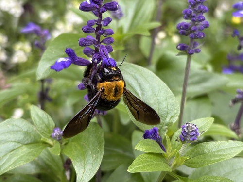 Appendiculate Carpenter Bee
