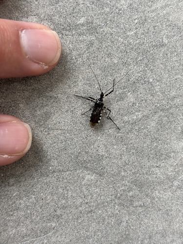 Sphedanolestes impressicollis
