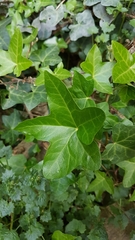 Hedera helix