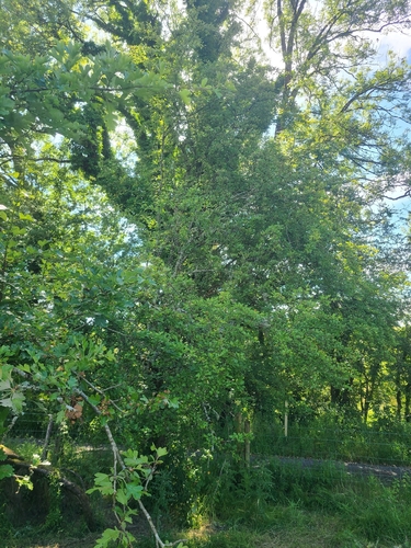 common hawthorn