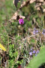 Vicia sativa amphicarpa