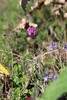 Subterranean Vetch - Photo (c) Динасафина, some rights reserved (CC BY-NC), uploaded by Динасафина
