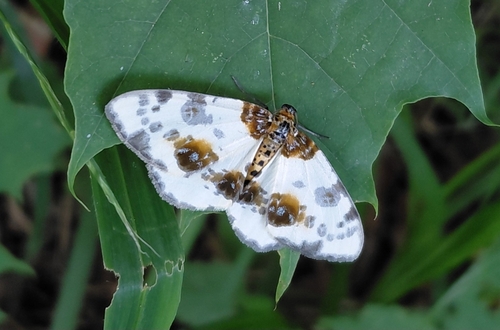 Clouded Magpie