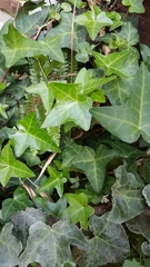 Hedera helix