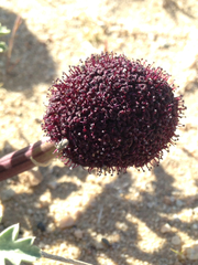 Cymopterus deserticola
