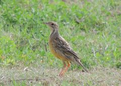 Macronyx capensis capensis