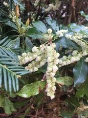 Pieris