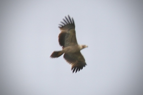 Tawny Eagle