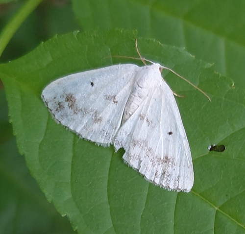 Clouded Silver
