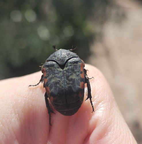 Gymnetis rufilatris