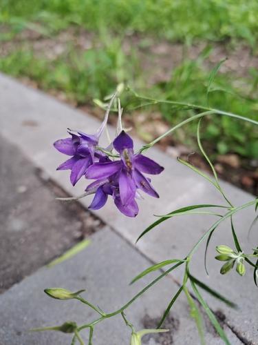 Наблюдение на iNaturalist