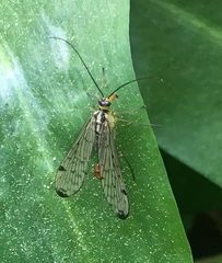 Mecoptera