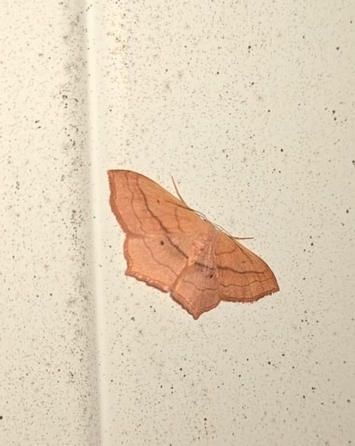 Small Blood-vein