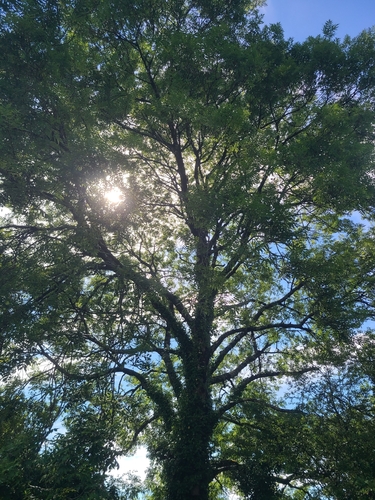 European ash