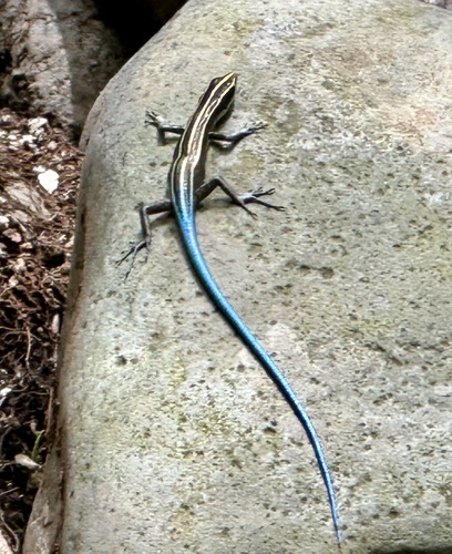 Emoia caeruleocauda
