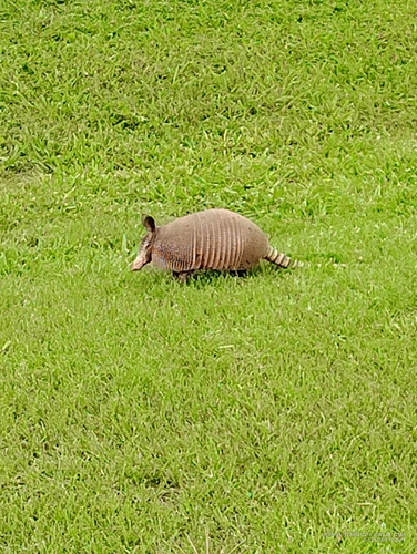 Mexican Long-nosed Armadillo