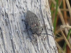 Actenicerus siaelandicus