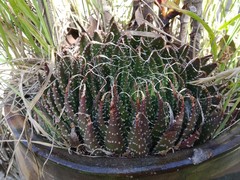 Aristaloe aristata