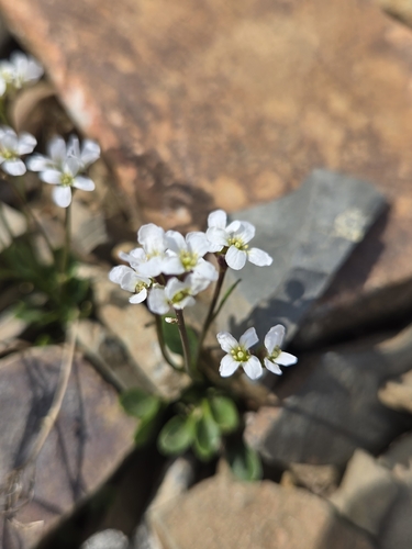 Cardamine bellidifolia, photograph 6