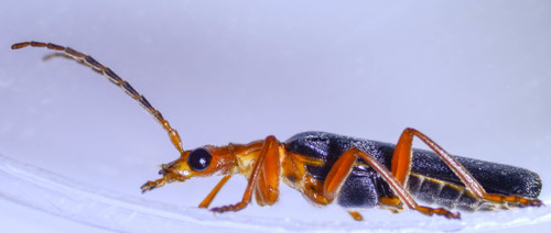Downy Leather-winged Beetle photo 3