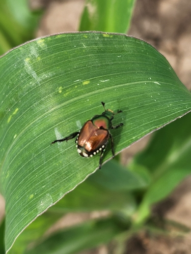 Japanese Beetle