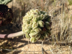 Cymopterus deserticola