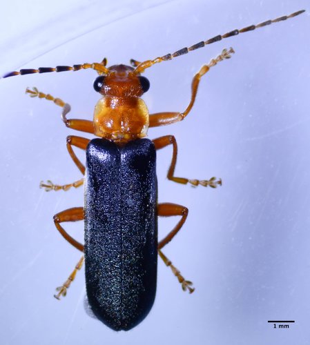Downy Leather-winged Beetle